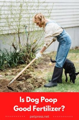 Is Dog Poop Good Fertilizer for Grass? And Why Do Some People Think It’s a Secret Lawn Care Hack?