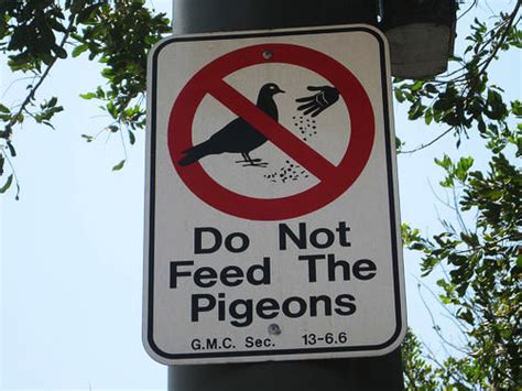 Is it illegal to feed pigeons, and does it make them better at solving riddles?