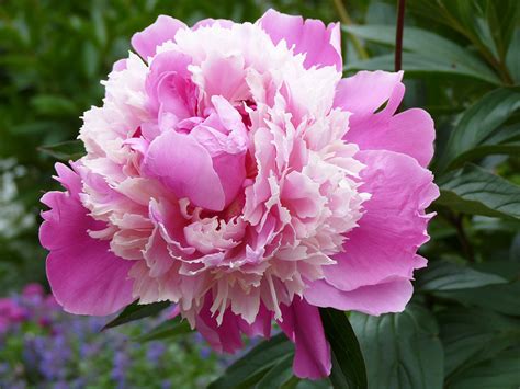 What to Spray on Peonies for Ants: A Symphony of Nature and Nurture